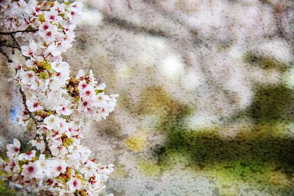 Flor de cerezo, flores rosadas en flor con un bonito fondo — Foto de Stock