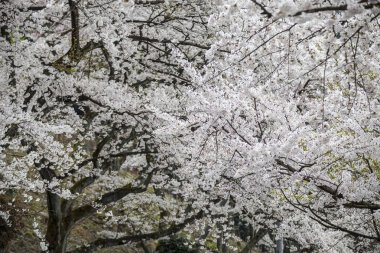 Güzel arka plan ile çiçek açan kiraz çiçeği, pembe çiçekler