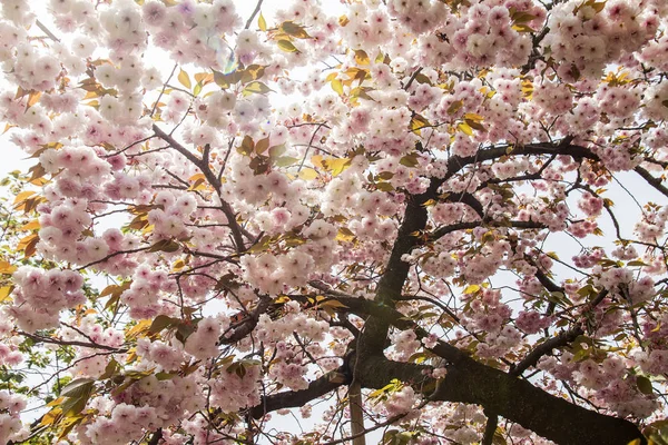 Kersenbloesem, roze bloemen in bloei met mooie achtergrond — Stockfoto