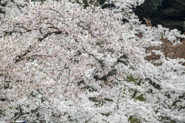 Flor de cerezo, flores rosadas en flor con un bonito fondo — Foto de Stock