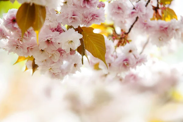 樱花盛开, 粉红色的花朵, 美丽的背景 — 图库照片