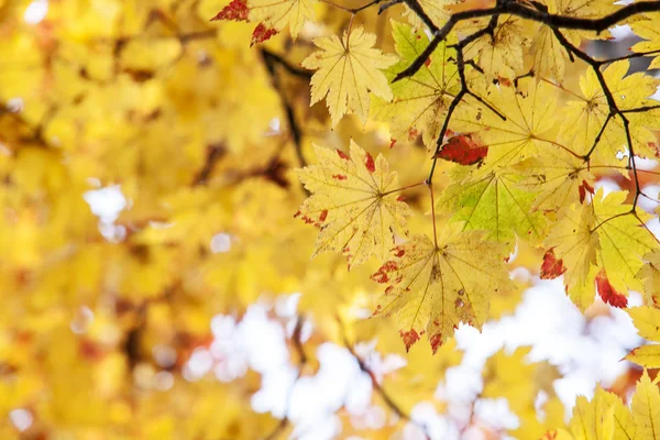Herfst esdoorn bladeren in zonlicht, Japan — Stockfoto
