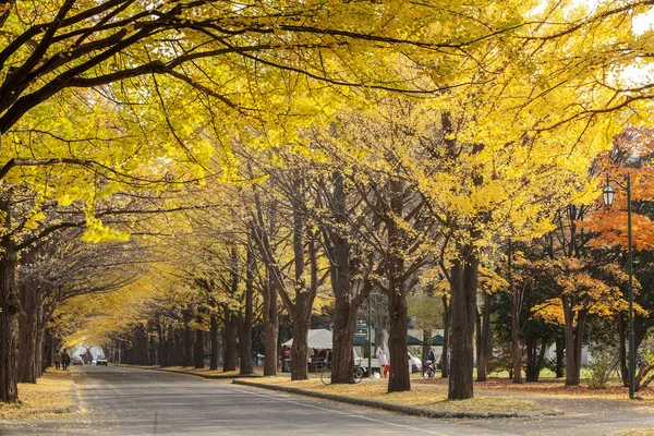 Хорошая прямая улица в городе с желтым гинкго — стоковое фото