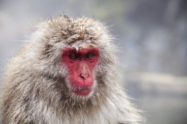 Kar maymun Jigoku, kaplıca Havuzu (Onsen) kenarında