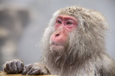 Kar maymun Jigoku, kaplıca Havuzu (Onsen) kenarında