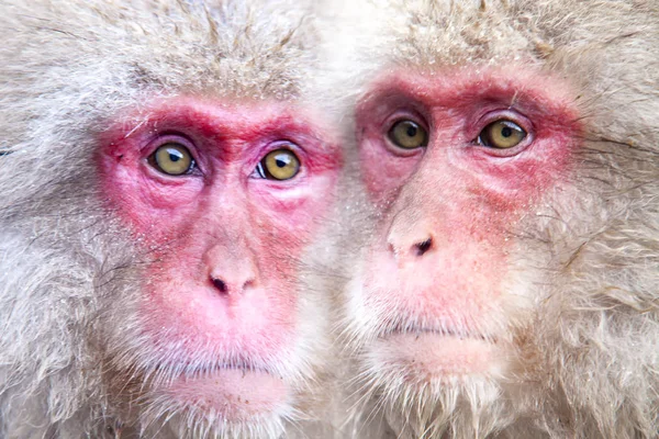 Macacos Engraçados Um Macaco Engraçado Vive Em Uma Floresta Natural Da  Tailândia Foto Royalty Free, Gravuras, Imagens e Banco de fotografias.  Image 64691823