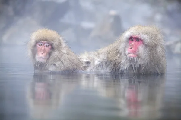 Sneeuw aap aan de rand van het zwembad van de warmwaterbron (Onsen) op Jigoku — Stockfoto