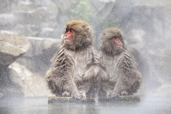 Sneeuw aap aan de rand van het zwembad van de warmwaterbron (Onsen) op Jigoku — Stockfoto