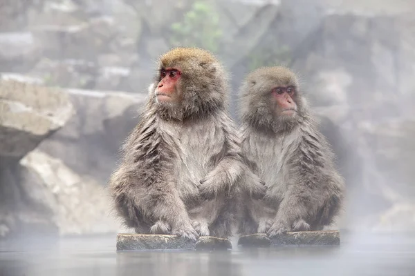 Macacos engraçados imagem de stock. Imagem de tailândia - 69004483