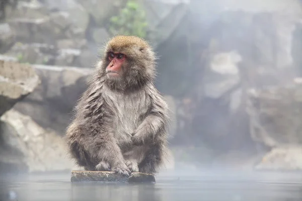 Sneeuw aap aan de rand van het zwembad van de warmwaterbron (Onsen) op Jigoku — Stockfoto