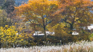 Oirase Gorge güzel nehir druing Sonbahar sezonu, Japonya