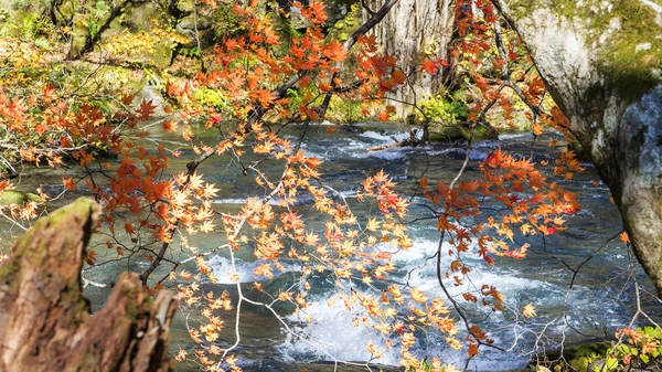 奥入瀬渓流の美しい川 druing 秋のシーズンでは、日本 — ストック写真