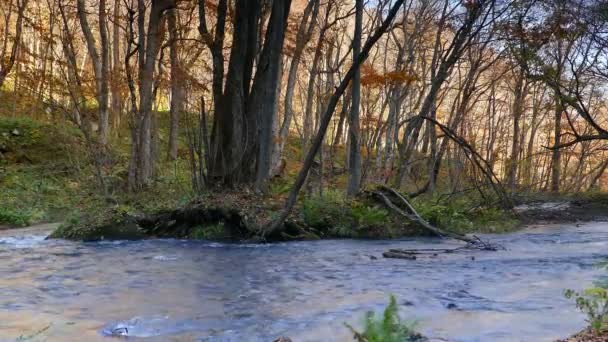 Oirase Gorge belle rivière droguant la saison d'automne, Japon 