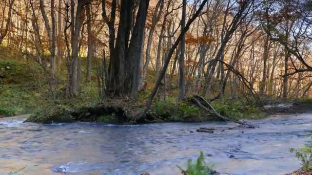 Oirase Ущелині Прекрасними Річковими Druing Осінній Сезон Японія — стокове відео