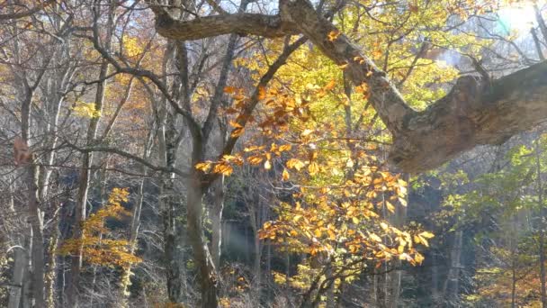 Oirase Gorge Belle Rivière Droguant Saison Automne Japon — Video