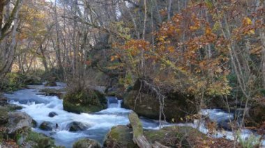 Oirase Gorge güzel nehir druing Sonbahar sezonu, Japonya