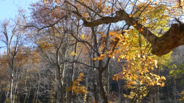 Oirase Gorge Belle Rivière Droguant Saison Automne Japon — Video