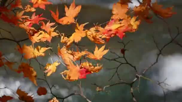 Oirase Schlucht Schöner Fluss Druing Die Herbstsaison Japan — Stockvideo