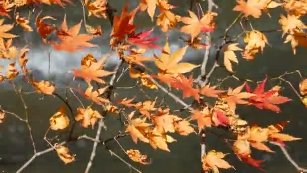 Oirase Gorge Beautiful River Druing Autumn Season Japan — Stock Video