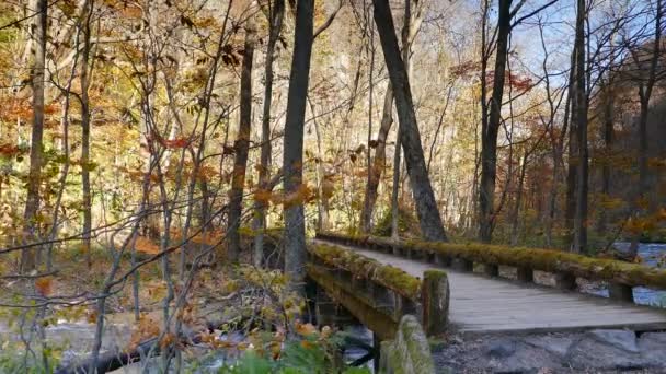 Oirase Gorge Belle Rivière Droguant Saison Automne Japon — Video