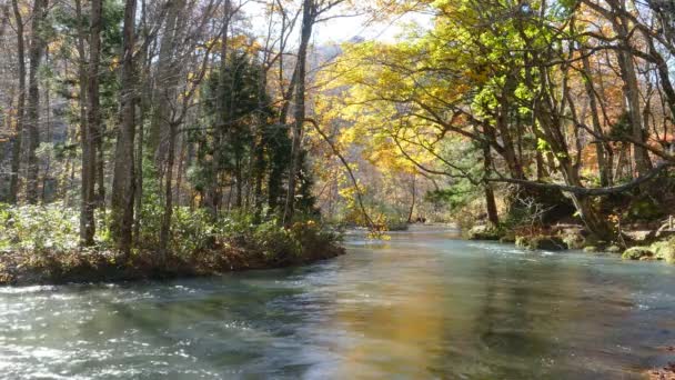Oirase Ущелині Прекрасними Річковими Druing Осінній Сезон Японія — стокове відео