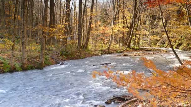 Oirase Gorge Beautiful River Druing Autumn Season Japan — Stock Video