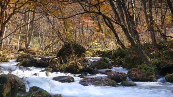 Oirase Ущелині Прекрасними Річковими Druing Осінній Сезон Японія — стокове відео