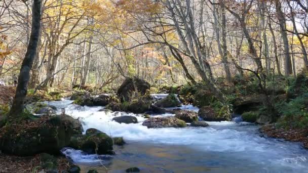 Oirase Ущелині Прекрасними Річковими Druing Осінній Сезон Японія — стокове відео