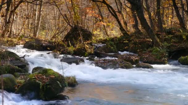 Oirase Gorge Beautiful River Druing Autumn Season Japan — Stock Video
