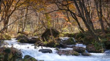Oirase Gorge güzel nehir druing Sonbahar sezonu, Japonya