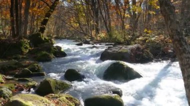 Oirase Gorge güzel nehir druing Sonbahar sezonu, Japonya