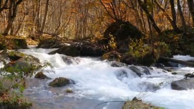 Oirase Gorge güzel nehir druing Sonbahar sezonu, Japonya