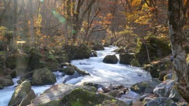 Oirase Gorge güzel nehir druing Sonbahar sezonu, Japonya