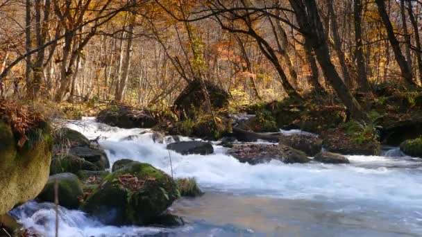 Ойрасское Ущелье Красивая Река Дружит Осенним Сезоном Япония — стоковое видео
