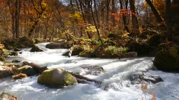 Oirase Szurdok Gyönyörű Folyó Druing Őszi Szezonra Japán — Stock videók