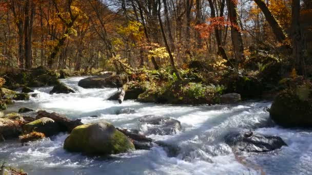 Oirase Gorge Prachtige Rivier Cijfers Het Herfst Seizoen Japan — Stockvideo