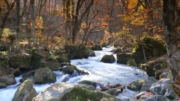 Φαράγγι Oirase Όμορφο Ποταμό Στρατοπεδεύσει Druing Του Φθινοπώρου Ιαπωνία — Αρχείο Βίντεο