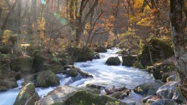 Oirase Gorge güzel nehir druing Sonbahar sezonu, Japonya