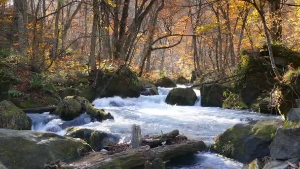 Oirase Gorge Prachtige Rivier Cijfers Het Herfst Seizoen Japan — Stockvideo