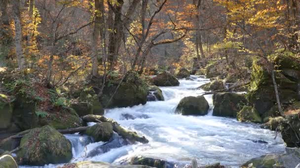 Oirase Gorge Hermoso Río Druing Temporada Otoño Japón — Vídeo de stock