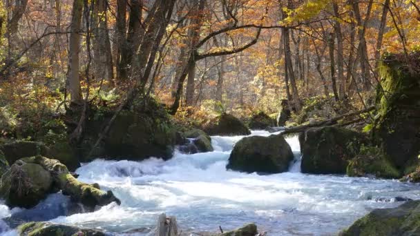 Oirase Gorge Prachtige Rivier Cijfers Het Herfst Seizoen Japan — Stockvideo