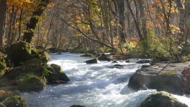 Oirase Gorge Beautiful River Druing Autumn Season Japan — Stock Video