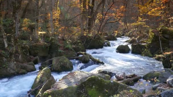 Oirase Gorge Prachtige Rivier Cijfers Het Herfst Seizoen Japan — Stockvideo