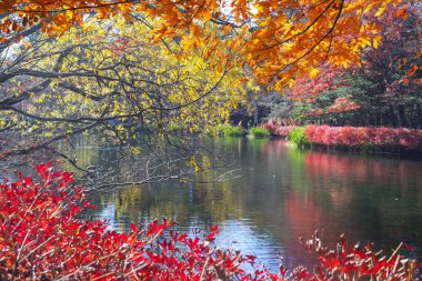 Güzel akçaağaç sezon Kumoba gölet, Karuizawa, Japonya