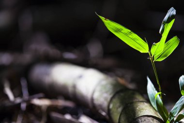 güzel bir renk ile orman bambu ormanda
