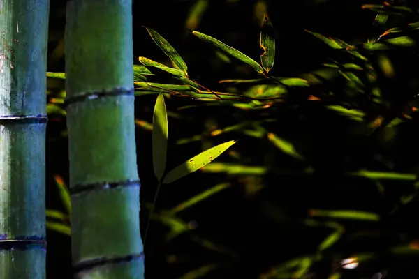 Krásný bambusový Les v lese s pěkná barva — Stock fotografie