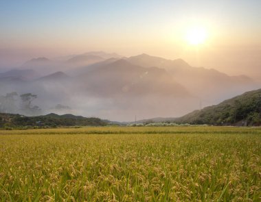Güzel dağları olan güzel bir çeltik yeri.