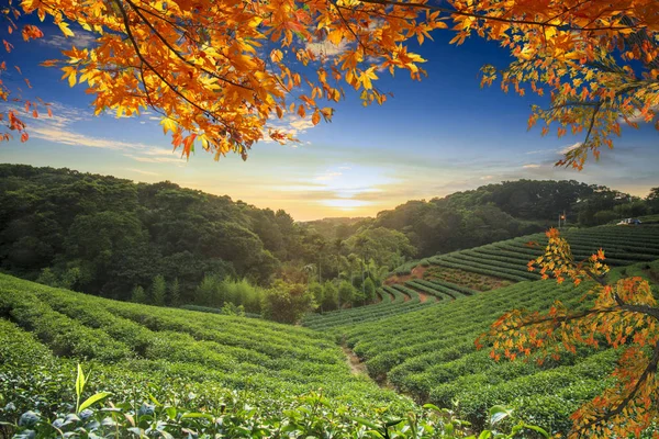 Beautiful tea garden in the fall season — Stock Photo, Image