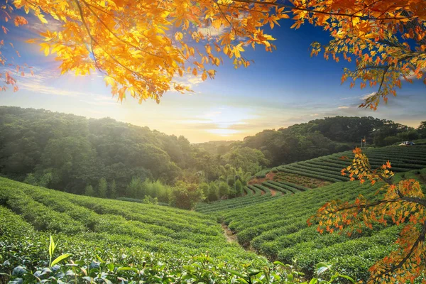 Gyönyörű teakert az őszi szezonban — Stock Fotó