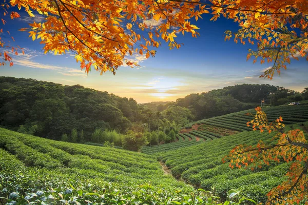 Beautiful tea garden in the fall season — Stock Photo, Image